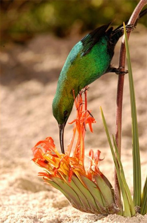 Самец малахитовой нектарницы Nectarinia famosa, сосущий нектар из растения Babiana ringens. Видно, что, дотягиваясь до цветка, птица касается грудью тычинок и пестиков. Вырост цветка, на котором сидит птица, по-видимому, образовался в ходе коэволюции с опылителями. Его единственная функция — служить насестом для птиц, потребляющих нектар и осуществляющих при этом опыление. Фото с сайта academic.sun.ac.za/botzoo