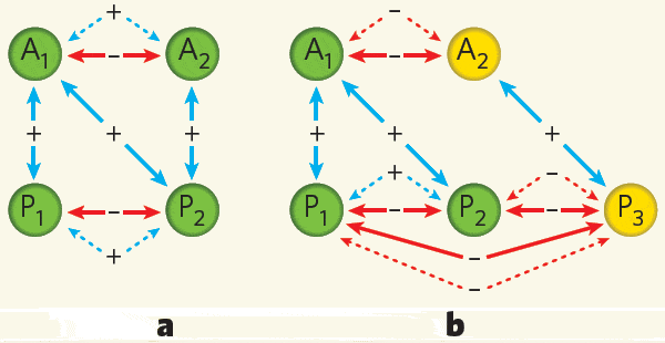 Эта схема показывает, каким образом взаимовыгодное сотрудничество между видами (мутуализм) может усиливать или ослаблять конкуренцию в зависимости от структуры мутуалистических связей. Рис. из обсуждаемой статьи Sugihara & Ye