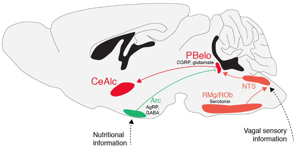 Схема активации-торможения аппетита у мышей