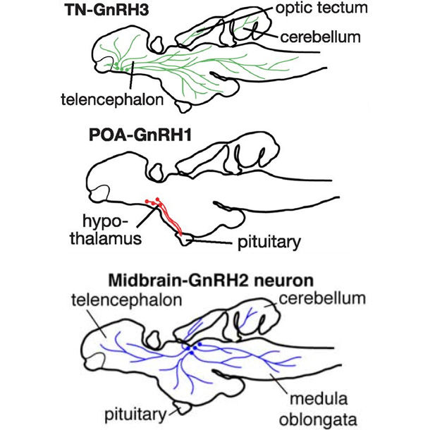 Расположение трех групп нейронов, производящих гонадолиберины, в рыбьем мозге