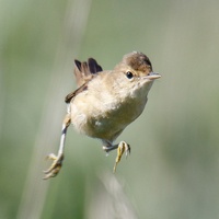 Тростниковая камышевка