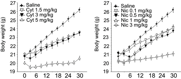 Рис. 1. Цитизин (Cyt) и никотин (Nic) дозозависимо вызывают понижение массы тела (Body weight) у подопытных мышей по сравнению с контрольными, получавшими солевой раствор (Saline). По горизонтальной шкале — время в днях. Изображение из обсуждаемой статьи в Science