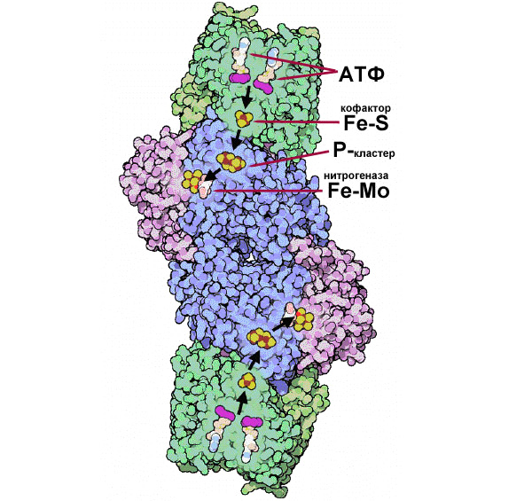 Структура молекулы нитрогеназы: синие + фиолетовые «молекулы» — тетрамер Fe-Mo-комплекса (молибден — ярко-красный), зеленые нити –Fe-S-белок, между ними — кластер с фосфором; с обеих сторон к этому комплексу присоединяются молекулы АТФ, по две с каждой стороны. Передача электрона показана черными стрелками. Схема с сайта www.pdb.org