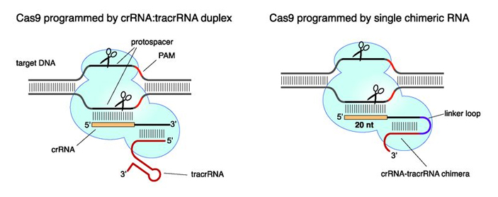 Натуральная система «crРНК+tracrРНК»