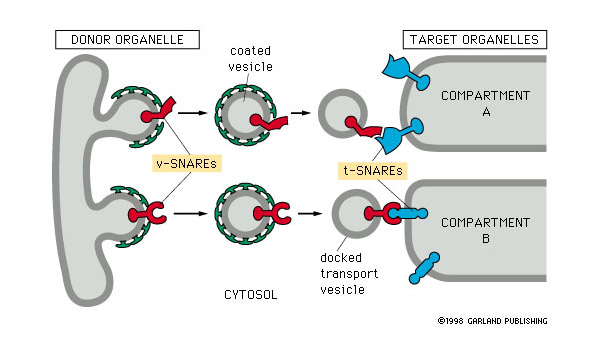 Схема, поясняющая принцип везикулярного транспорта между разными отделами клетки