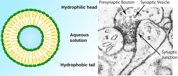 Слева: везикула представляет из себя пузырек, окруженный билипидным слоем. Справа: электронная микрофотография синапса в месте контакта двух нейронов; хорошо видны синаптические пузырьки-везикулы, содержащие молекулы нейромедиатора