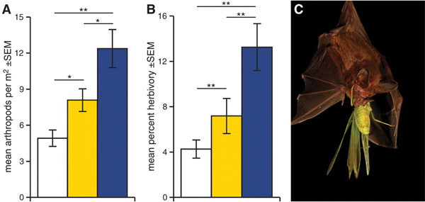 Средняя численность членистоногих на 1 м2 (A) и средняя относительная площадь съеденных фрагментов листьев в % (B) на контрольных, не закрытых сеткой участках (белые столбцы), участках без летучих мышей, закрытых ночью (желтые столбцы) и участках без птиц, закрытых днем (синие столбцы), а также (C) летучая мышь Micronycteris microtis (из рода малых большеухих листоносов, Micronycteris), поедающая кузнечика (фотограф C. Zeigler). Рис. из обсуждаемой статьи в Science о роли летучих мышей в лесных экосистемах острова Барро-Колорадо в Панаме