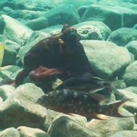 Совместная охота осьминога и рыб