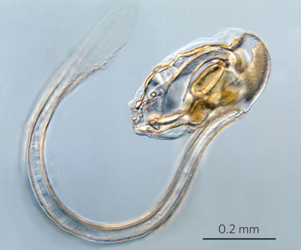 У большинства оболочников характерные признаки хордовых (хорда, спинная нервная трубка, жаберные щели и др.) имеются только на стадии личинки, однако у аппендикулярий они сохраняются всю жизнь. На снимке — аппендикулярия Oikopleura. Фото с сайта www.nature.com