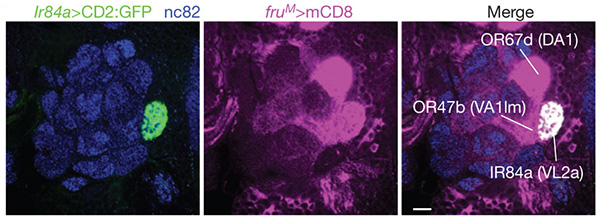 Рис. 1. Антеннальная доля мозга дрозофилы с прокрашенными обонятельными нейронами. Рисунок из обсуждаемой статьи в Nature