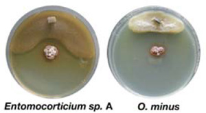 Так проверяли влияние актинобактерий (красной разновидности) на рост грибов: «полезного» для жуков Entomocorticium sp. A и «вредного» Ophiostoma minus. В центр чашки Петри сажали актинобактерий, а на краю сеяли гриб. Видно, что Entomocorticium растет лучше и может приблизиться к актинобактериям на меньшее расстояние, чем O. minus. Фото из дополнительных материалов к обсуждаемой статье в Science