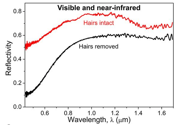 Рис. 6. Рассеяние света поверхностью тела, покрытой волосками, выше, чем безволосой поверхностью