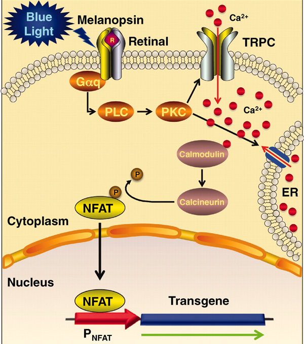 Рис. 1. Схема каскадов, происходящих в экспериментальных клетках в ответ на освещение. Изображение из обсуждаемой статьи в Science