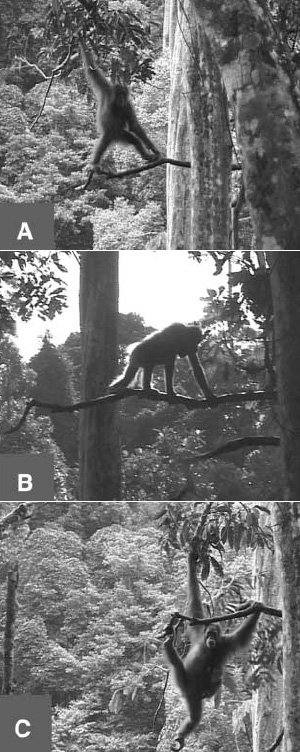 Три способа передвижения орангутанов по ветвям деревьев: на ногах (А), на всех четырех (B), на руках (C). Фото из обсуждаемой статьи в Science