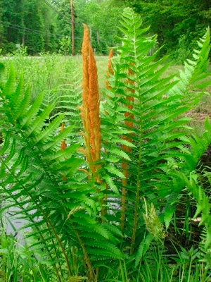 Osmunda asiatica