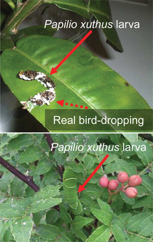 Молодая гусеница ксута (вверху), имитирующая птичий помёт, на листе растения рядом с настоящим птичьим помётом (real bird dropping) и зрелая гусеница ксута (внизу), окрашенная под цвет листьев. Иллюстрация из обсуждаемой статьи в Science