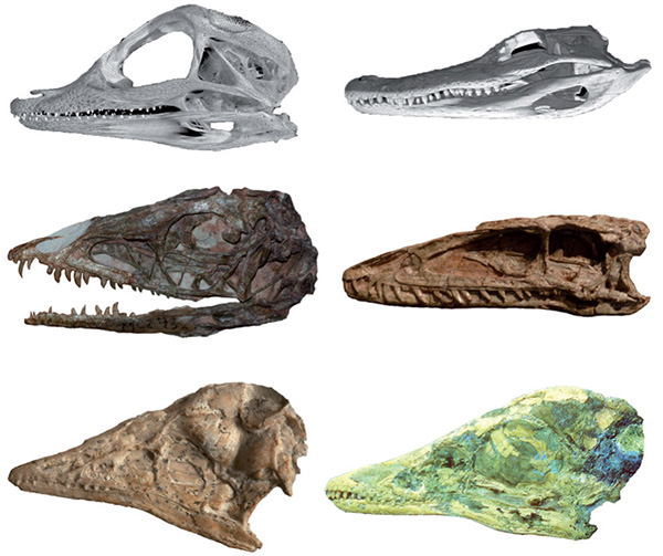 Рис. 1. Черепа архозавров: аллигатора (вверху), примитивного динозавра Coelophysis (в середине), археоптерикса (внизу). Слева — детеныши, справа — взрослые