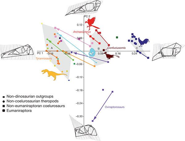 Рис. 4. Сравнение черепов архозавров и их возрастных изменений при помощи метода главных компонент