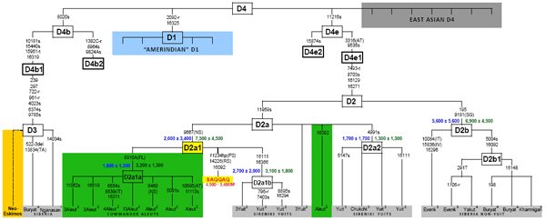 Дендрограмма родственных связей народов Америки и северо-восточной Азии (по мтДНК). Видно, что «палеоэскимосы» (SAQQAQ) ближе всего к алеутам (Aleut) и азиатским эскимосам (Yuit). Современные гренландские и канадские эскимосы (Neo-Eskimos) и американские индейцы (Amerindian) отстоят от них значительно дальше. Рис. из дополнительных материалов к обсуждаемой статье в Science