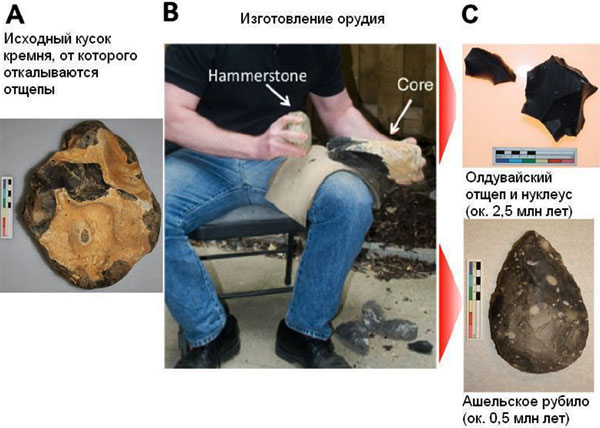 Олдувайская технология основана на производстве острых отщепов случайной формы, которые используются в качестве орудий, тогда как остающиеся «ядра» (нуклеусы) представляют собой производственные отходы. Ашельская технология предполагает придание нуклеусу требуемой формы, причем наиболее ценным орудием становится сам нуклеус. Изображение из обсуждаемой статьи в PLoS ONE