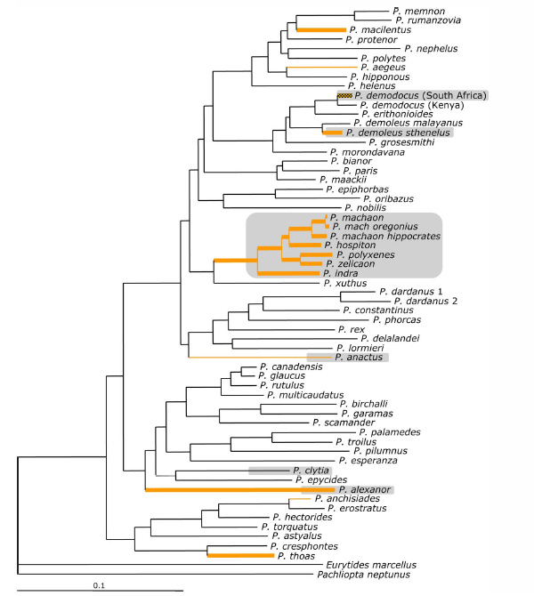 Филогенетическое древо рода Papilio. Утолщенные ветви показывают виды, развивающиеся на травянистых растениях, оранжевым цветом показано наличие узких листьев в диете личинок. Затемненным цветом показаны виды с предупреждающей окраской гусениц. Рис. из обсуждаемой статьи в PNAS
