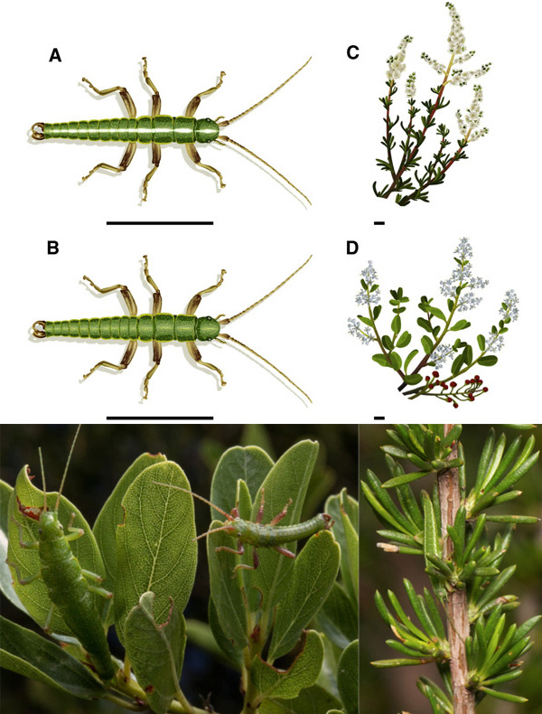 Рис. 1. Среди палочников Timema cristinae, обитающих на растении с широкими листьями (Ceanothus), преобладают равномерно окрашенные особи, а на растении с узкими листьями (Adenostoma) — полосатые
