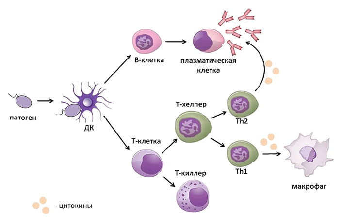 Рис. 2. Дифференцировка лимфоцитов