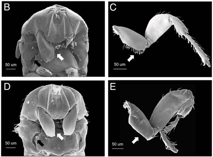 Рис. 3. Морфологические различия агаонид-обманщиц Eupristina sp. и активных опылителей E. verticillata