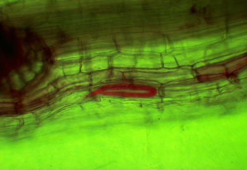 Паразитические нематоды (окрашены красным) в корне кукурузы. Фото с сайта extension.iastate.edu