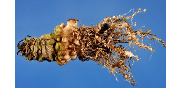 Сахарная свекла, пораженная нематодой Meloidogyne incognita. Фото с сайта doacs.state.fl.us