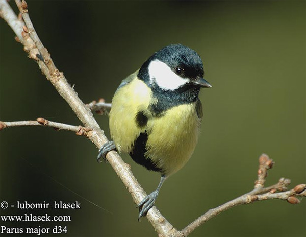 Большая синица (Parus major) в ответ на более раннее наступление весны раньше приступает к размножению. Фото с сайта www.hlasek.com