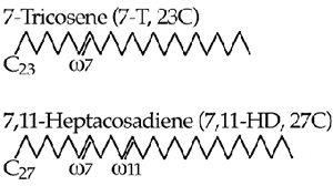 Структура молекулы 7-Т (вверху) и 7,11-HD. Рис. с сайта www.u-bourgogne.fr