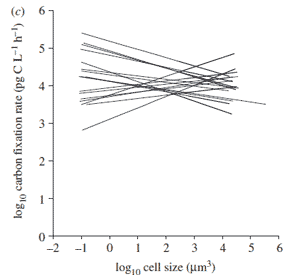 Общее количество связываемого фитопланктоном углерода на разных станциях в Атлантическом океане в зависимости от размеров клеток фитопланктонных организмов (цианобактерий и водорослей).