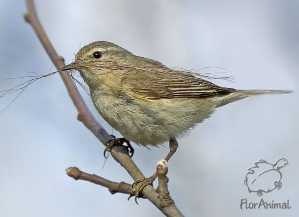 Пеночка-теньковка (Phylloscopus collybitus) занимает третье место по численности среди европейских птиц, летящих на зимовку в Африку. Фото Виктора Тяхта с сайта www.floranimal.ru