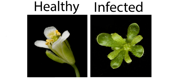 Слева — здоровый цветок арабидопсиса, справа — пораженный фитоплазмой: все лепестки у него позеленели, а пестики и тычинки тоже позеленели и сильно видоизменились