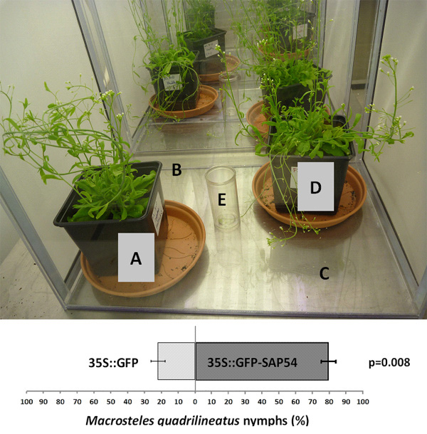 Постановка эксперимента с выбором растений цикадками