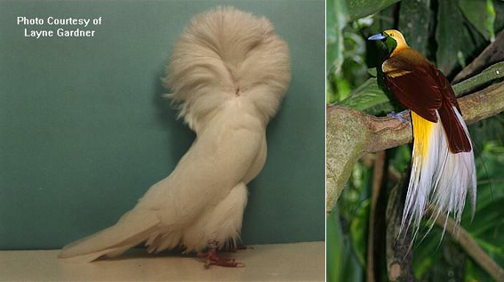 Путем сознательного или бессознательного отбора люди создали декоративные породы голубей с причудливым оперением. Тем же самым способом самки райских птиц создали восхитительные наряды своих самцов. Фото с сайтов www.pigeoncote.com и en.wikipedia.org