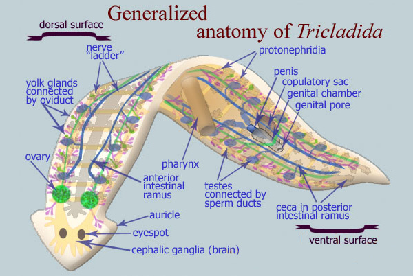 Анатомическое строение планарии. Рисунок с сайта www.geochembio.com