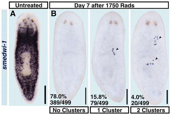 Кластеры необластов на седьмой день после облучения. Маркированы синим продукты экспрессии smedwi-1. Фото из обсуждаемой статьи «Clonogenic Neoblasts Are Pluripotent Adult Stem Cells That Underlie Planarian Regeneration» в Science
