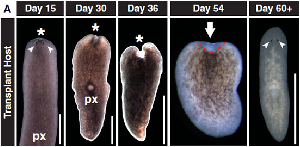 После облучения дозой в 6000 рад начинается дегенерация тканей, и червь со всей неизбежностью умирает. Однако, если ему пересадить один необласт, то начнется регенерация отмерших тканей. Фото из обсуждаемой статьи «Clonogenic Neoblasts Are Pluripotent Adult Stem Cells That Underlie Planarian Regeneration» в Science