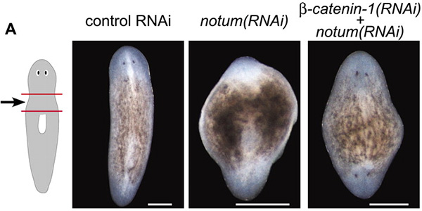 Планарии, регенерировавшие в условиях обработки разными ингибиторами. Фото из обсуждаемой статьи Polarized notum Activation at Wounds Inhibits Wnt Function to Promote Planarian Head Regeneration в Science