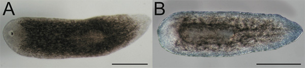 Работа гена Smed-prep подавлялась с помощью РНК-интерференции. В результате после ампутации переднего отдела у планарии отрастал дефектный передний отдел с одним глазом (A) или второй хвост (В). Фото из статьи Daniel A. Felix, A. Aziz Aboobaker, 2010