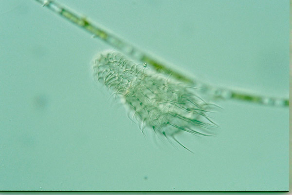 Рис. 1. Типичный представитель группы Platyzoa Chaetonotus cordiformis