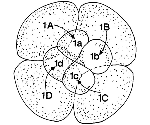 Рис. 2. Типичное спиральное дробление