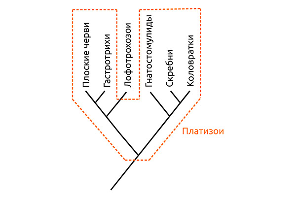 Рис. 4. Новая версия эволюционного древа Spiralia
