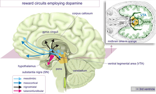 Важнейшие нейронные пути системы вознаграждения