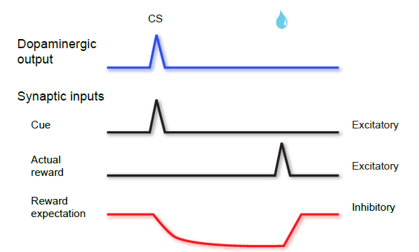 Гипотетическая модель обработки информации дофаминовыми нейронами VTA