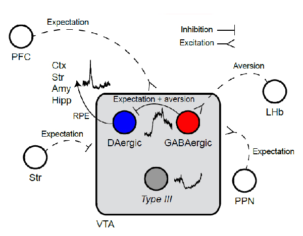 Схема нейронных связей VTA, какой она представляется по итогам исследования