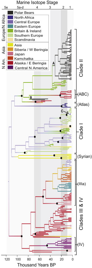 Рис. 2. Разноцветными линиями обозначены медведи из разных географических точек