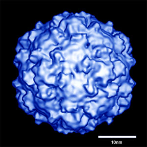 «Чтобы выжить, мы должны быть разными и помогать друг другу». Так сказал бы о себе полиовирус, умей он говорить (фото с сайта bilbo.bio.purdue.edu)
